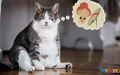 Zsírok kontra szénhidrátok: tényleg el kell felejtened az egyiket, ha fogyni akarsz?